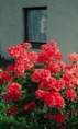 p2005 05d 004m