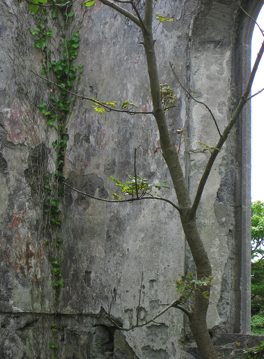 p2009 05 canon 2133m