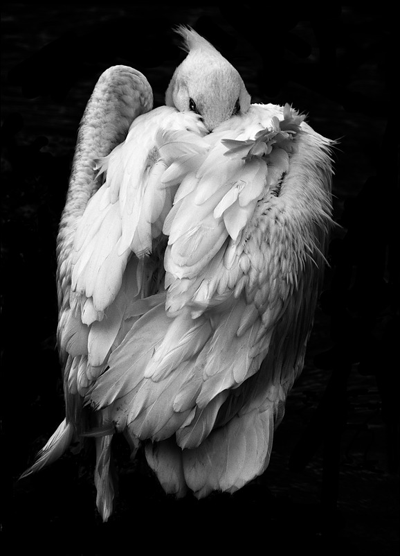 p2011 01 d200 0022mbw2